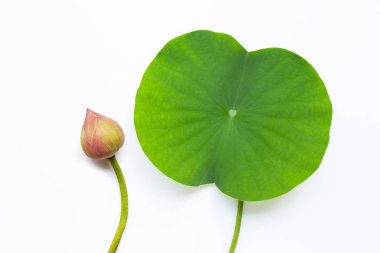 Beyaz Lotus yaprağı