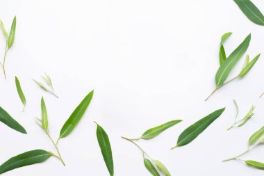 Beyaz arkaplanda okaliptüs yaprakları.