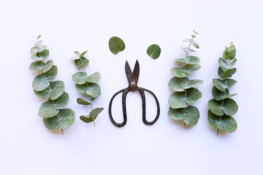 Beyaz üzerinde Vintage makas ile okaliptüs dalları.