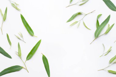 Beyaz arka planda okaliptüs yapraklarından yapılmış çerçeve.