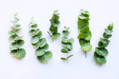 beyaz üzerinde izole okaliptüs dalları