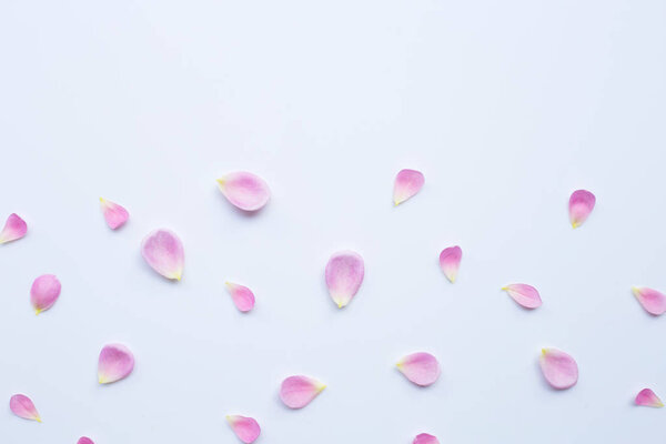 Pink rose petals isolated on white background. 