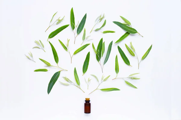 Botella de aceite esencial de eucalipto con hojas en blanco . — Foto de Stock