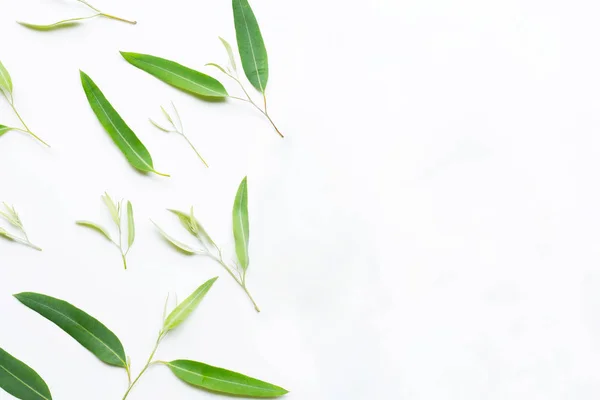 Eucalyptus leaves on white. — Stock Photo, Image