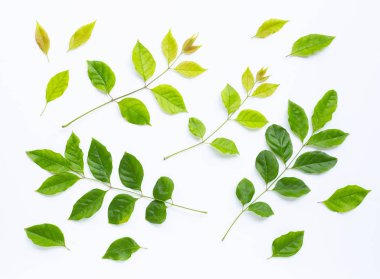 beyaz arkaplanda yeşil yapraklar