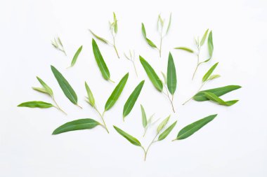 Okaliptüs yaprakları beyaz