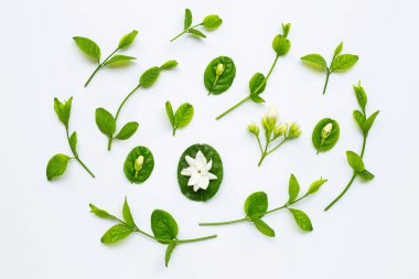 Yasemin çiçeği ve beyaz yapraklar