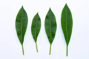 Plumeria beyaz yaprakları. Üst görünüm