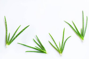  Aloe Vera beyaz arka planda izole. Boşluk Kopyala