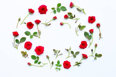 beyaz arkaplanda gül.