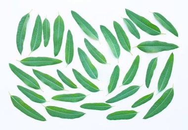 Okaliptüs yağı şişe beyaz yaprakları ile 