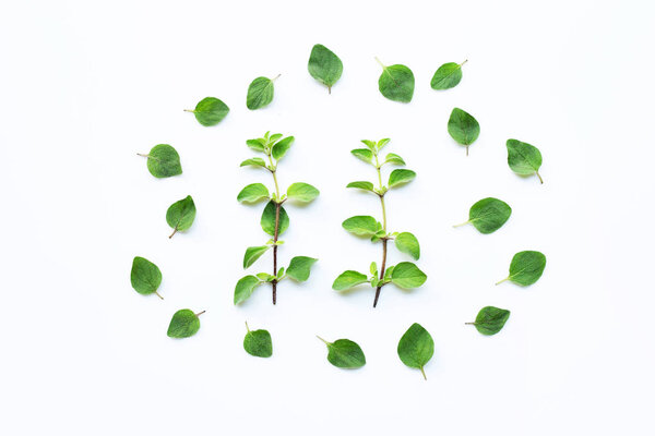 Fresh oregano isolated on white