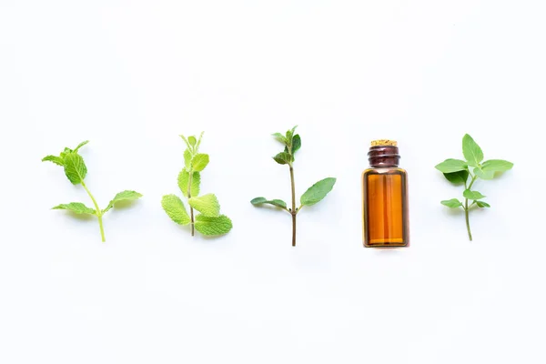 Aceite esencial con diferentes tipos de menta en blanco — Foto de Stock