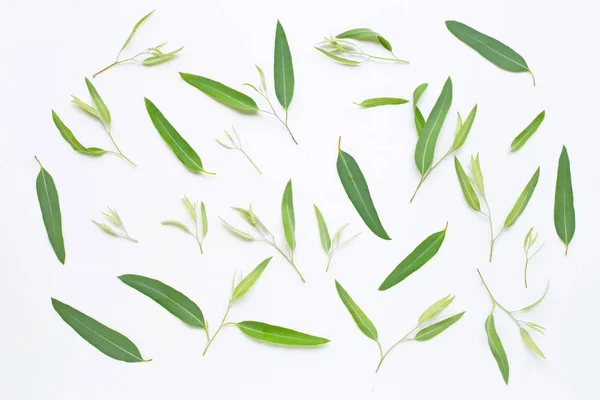 Eukalyptusblätter auf weiß — Stockfoto