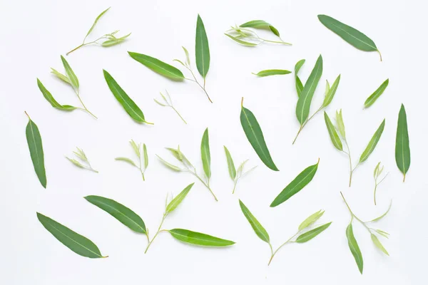 Eucalyptus  leaves on white
