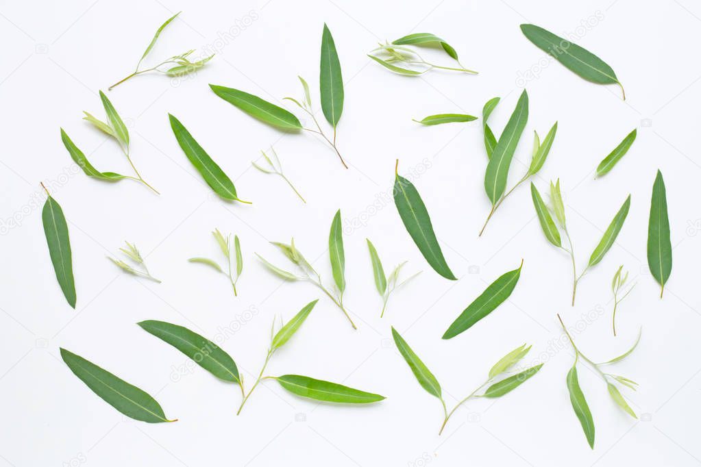 Eucalyptus  leaves on white