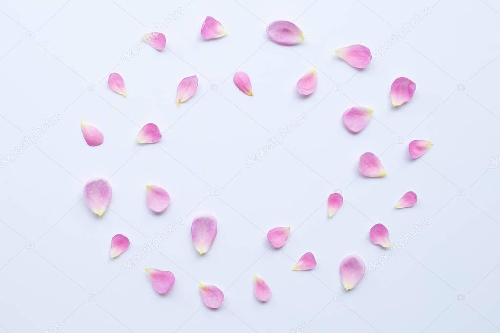 Pink rose petals isolated on white 