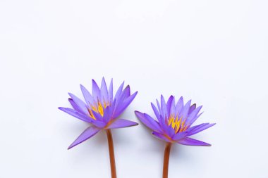 Beyaz üzerinde çiçeklenme mor Lotus çiçek.