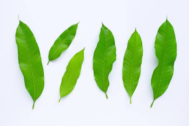 Mango yaprakları beyaz arkaplanda.