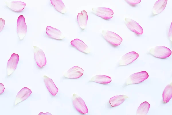 Rosa Lotus kronblad på vitt. — Stockfoto
