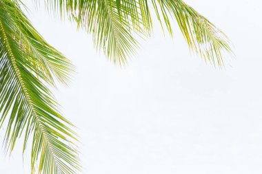 Hindistan cevizi palmiye ağacı yaprakları