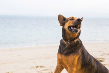 Sahilde oynayan mutlu bir köpek.
