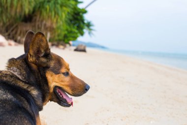 Sahilde mutlu bir köpek.