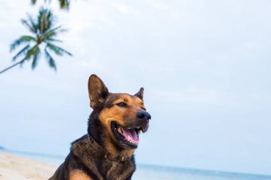 Sahilde mutlu bir köpek.