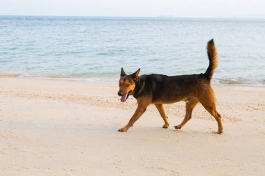 Sahilde mutlu bir köpek.