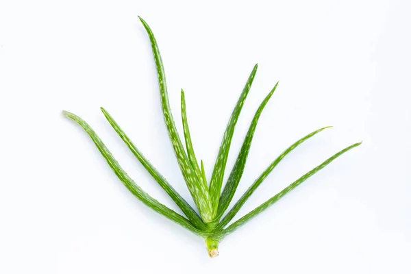 Aloe Vera auf Weiß — Stockfoto