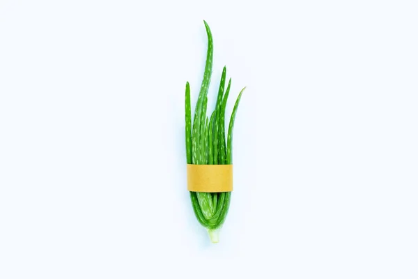 Aloe vera sobre blanco — Foto de Stock