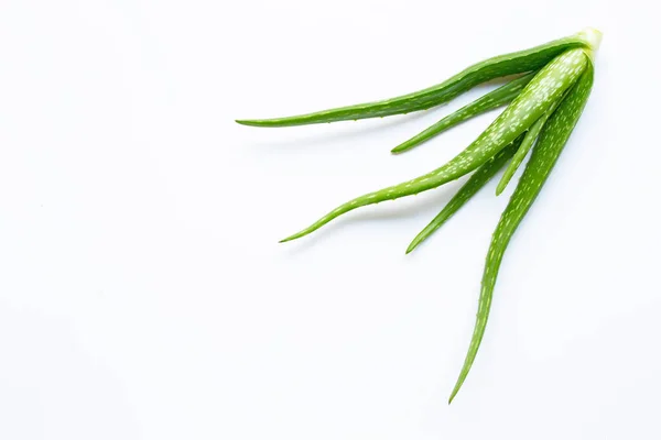 Aloe vera em branco — Fotografia de Stock