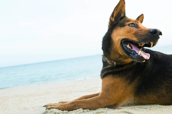 一只快乐的狗在沙滩上玩耍. — 图库照片