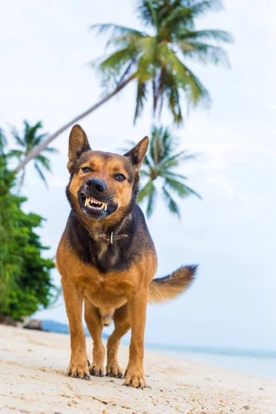 愤怒的狗在沙滩上展示牙齿. — 图库照片