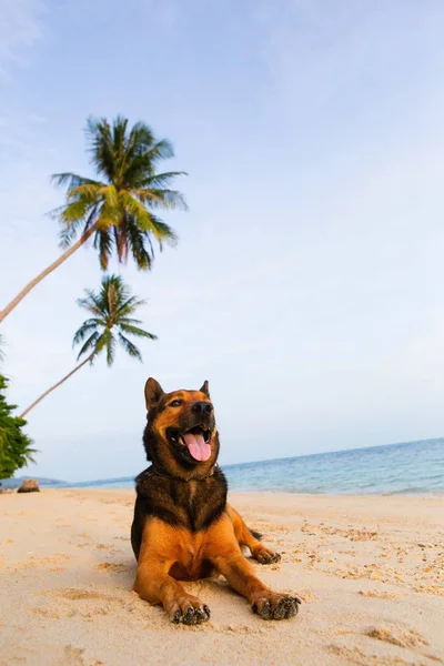 一只快乐的狗在沙滩上玩耍. — 图库照片