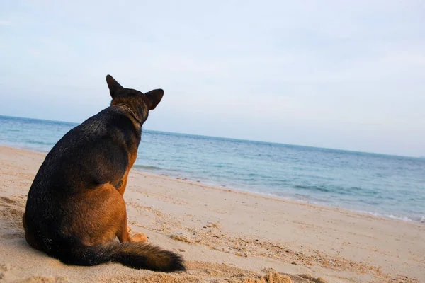 Ein Hund sitzt am Strand. — Stockfoto