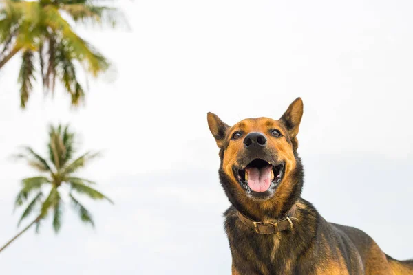 海滩上的一只快乐的狗. — 图库照片