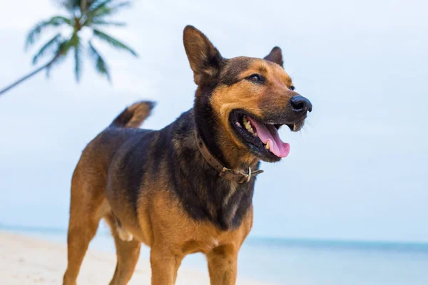 Sahilde mutlu bir köpek. — Stok fotoğraf