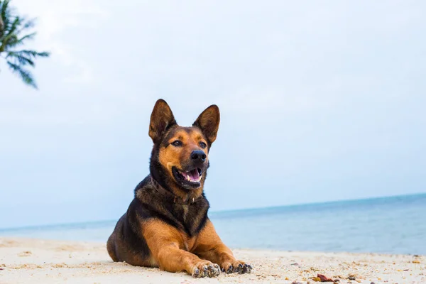 海滩上的一只快乐的狗. — 图库照片