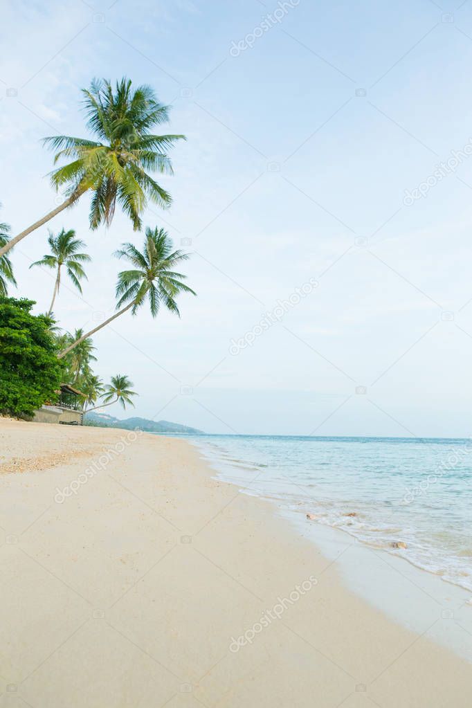 Beautiful beach with coconut palm trees.