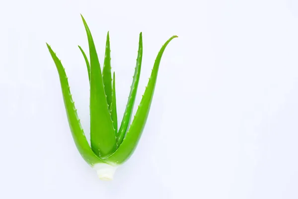 Aloe vera pe fundal alb . — Fotografie, imagine de stoc