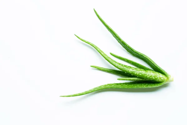 Aloe vera em branco — Fotografia de Stock