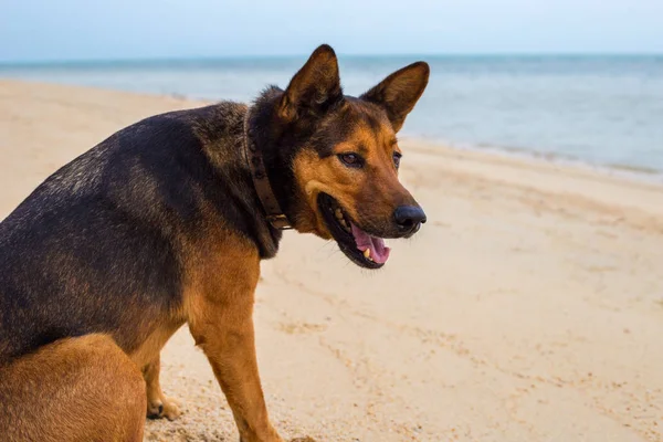一只快乐的狗在海滩上放松. — 图库照片