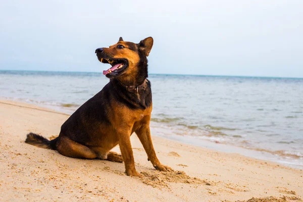 一只快乐的狗在海滩上放松. — 图库照片