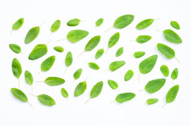 Beyaz taze kutsal fesleğen yaprağı