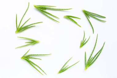 Aloe Vera sağlık için popüler bir şifalı bitki.
