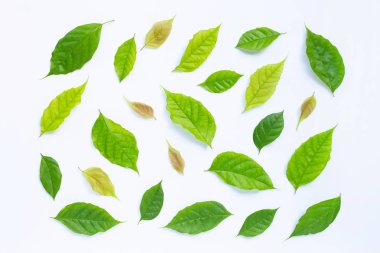 beyaz arkaplanda yeşil yapraklar.