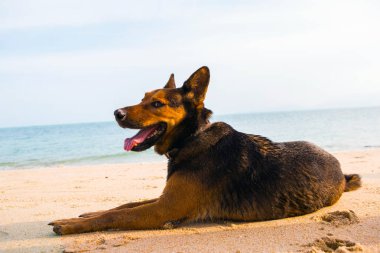Sahilde dinlenen mutlu bir köpek. yaz konsepti