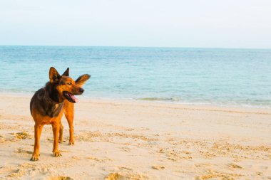 Sahilde dinlenen mutlu bir köpek. yaz konsepti