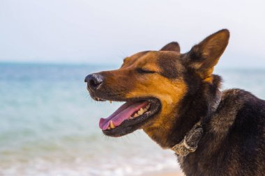 Sahilde dinlenen mutlu bir köpek. yaz konsepti